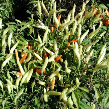 capsicum 3 - ardei