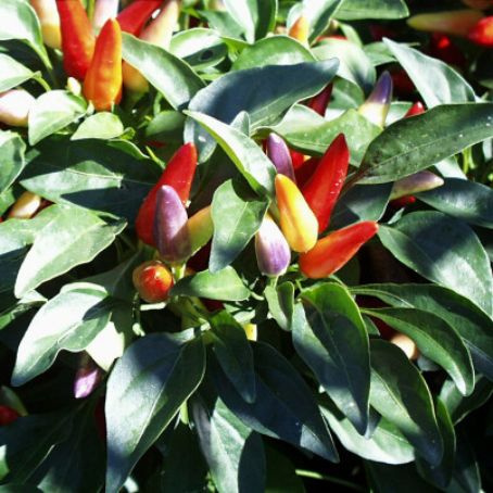 capsicum 1 - ardei