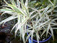 carex-carex