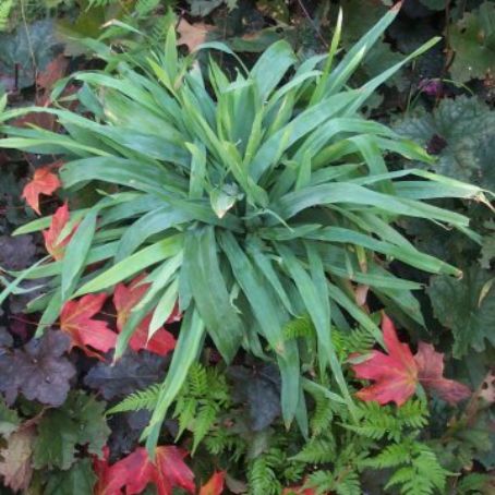 carex 1 - carex