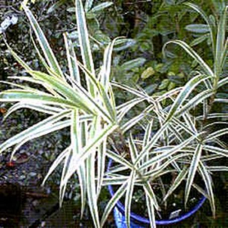carex 3 - carex