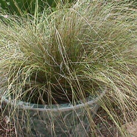 carex 4 - carex