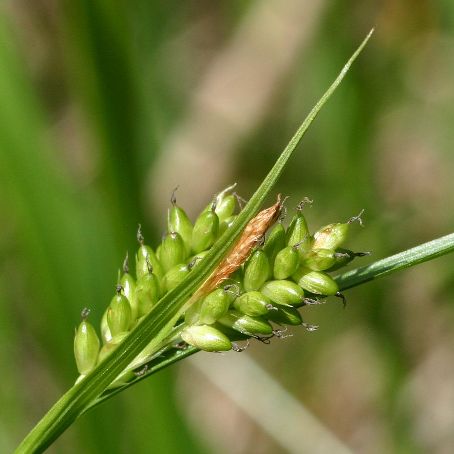 carex 5 - carex