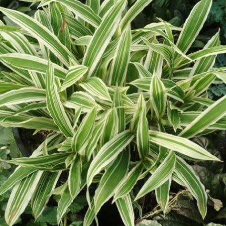 carex 2 - carex