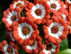 cineraria-cineraria