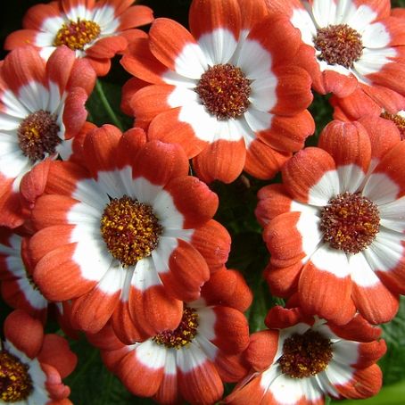 cineraria 1 - cineraria