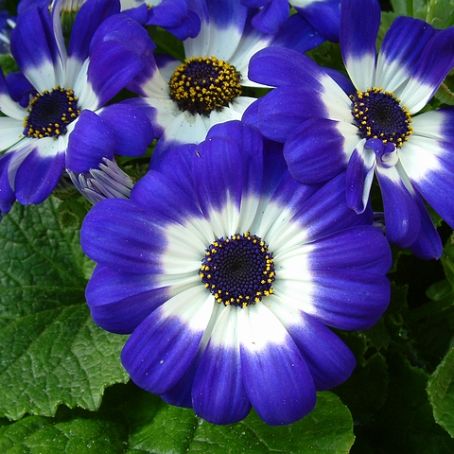 cineraria 3 - cineraria