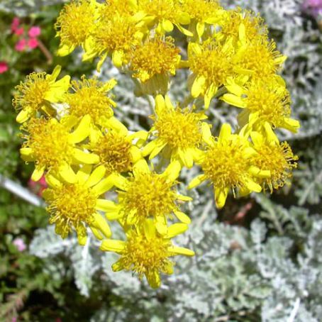 cineraria 4 - cineraria