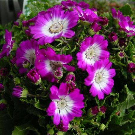 cineraria 5 - cineraria