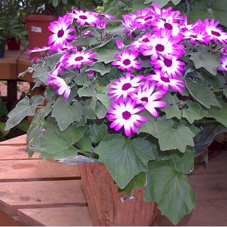 cineraria 2 - cineraria