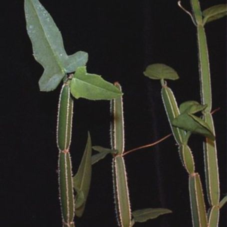 cissus 1 - vita de apartament