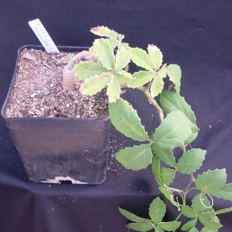 cissus 2 - vita de apartament