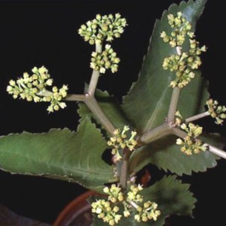 cissus 4 - vita de apartament