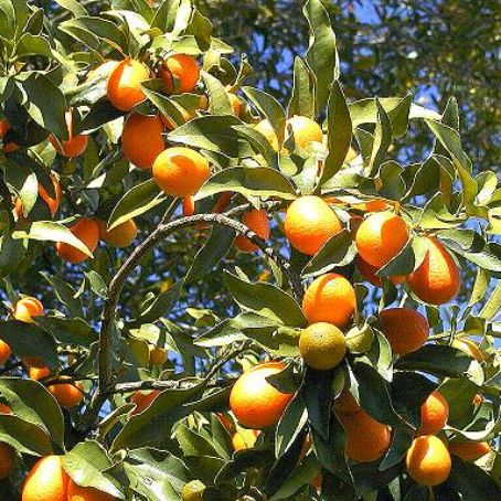 citrus aurantium 6 - plante citrice