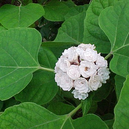 clerodendrum 1 - clerodendrum