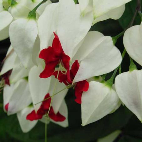 clerodendrum 4 - clerodendrum