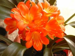 clivia-crin-rosu