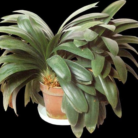 clivia 5 - crin rosu