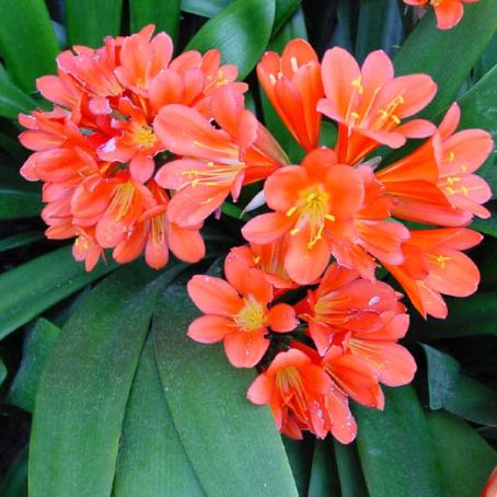 clivia 1 - crin rosu