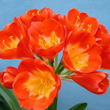 clivia 3 - crin rosu