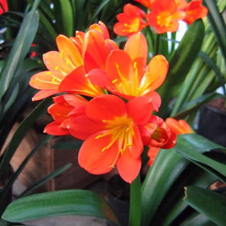 clivia 4 - crin rosu