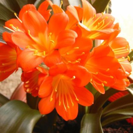 clivia 2 - crin rosu