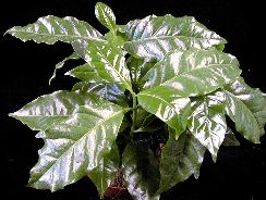 coffea-arborele-de-cafea