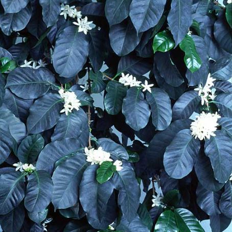 coffea 3 - arborele de cafea