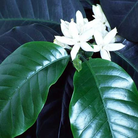 coffea 2 - arborele de cafea