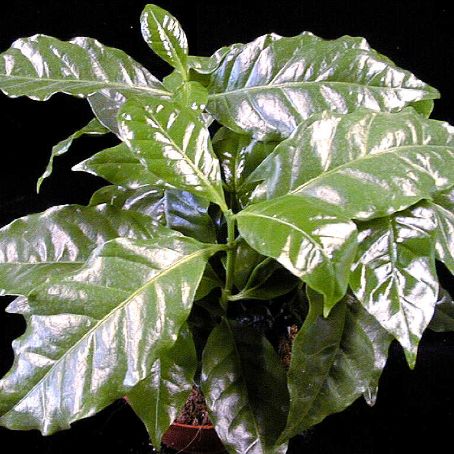 coffea 1 - arborele de cafea