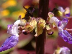 ../plante-si-flori/photos/apartament/coleus-lour-7873838.jpg