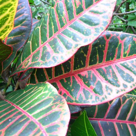 coleus lour 2 - urzicuta
