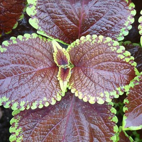 coleus lour 5 - urzicuta
