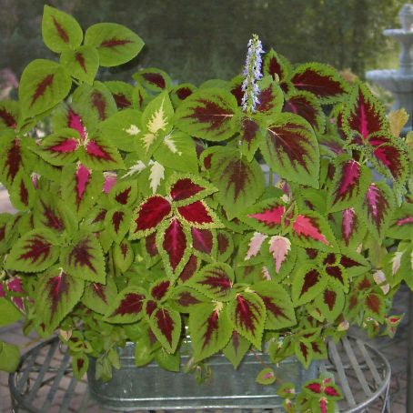 coleus lour 3 - urzicuta