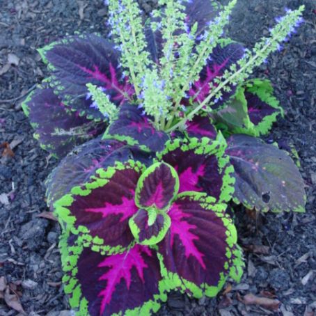 coleus lour 4 - urzicuta
