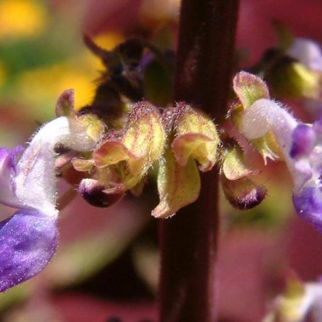coleus lour 1 - urzicuta