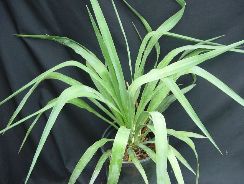 ../plante-si-flori/photos/apartament/cordyline-4414652.jpg