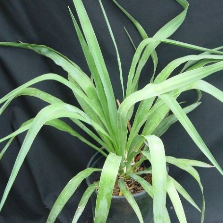 cordyline 2 - crin australian