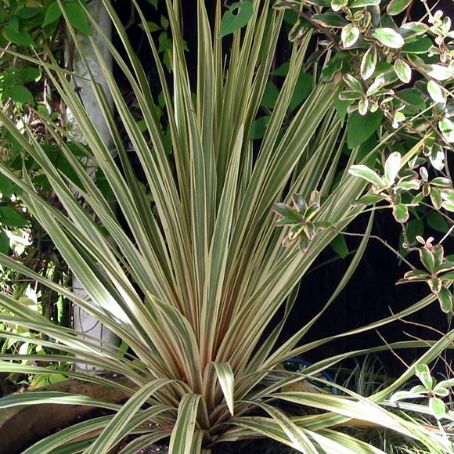 cordyline 1 - crin australian