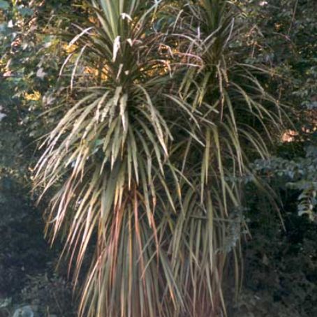 cordyline 3 - crin australian