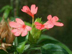 crossandra-crosandra