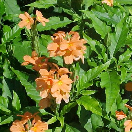 crossandra 1 - crosandra