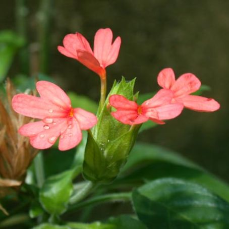crossandra 5 - crosandra