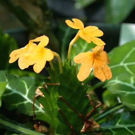 crossandra 4 - crosandra