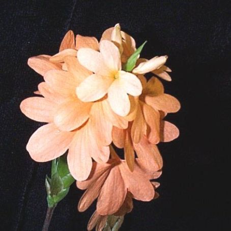 crossandra 2 - crosandra