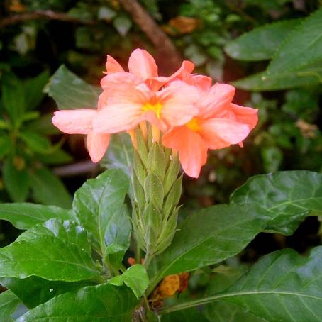 crossandra 3 - crosandra