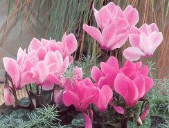 cyclamen-ciclamen