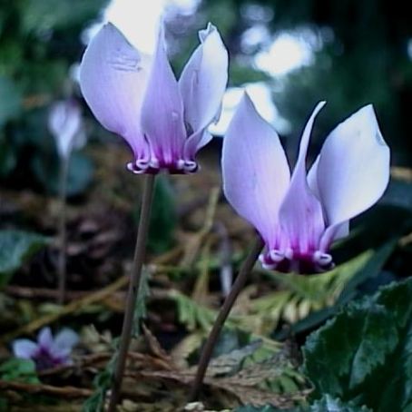 cyclamen 1 - ciclamen