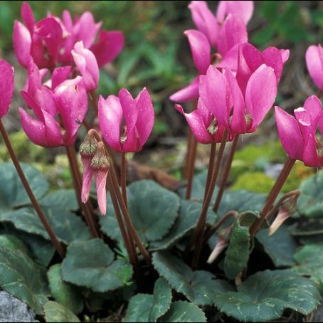 cyclamen 5 - ciclamen