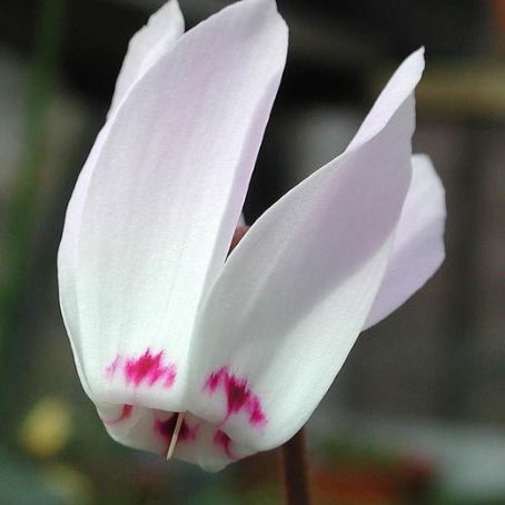 cyclamen 4 - ciclamen